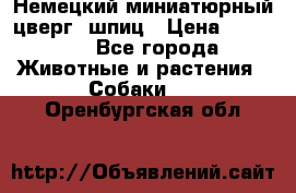 Немецкий миниатюрный(цверг) шпиц › Цена ­ 50 000 - Все города Животные и растения » Собаки   . Оренбургская обл.